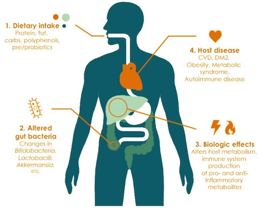 Whole Food Plant-based Diet and Good Microbes In The Gut