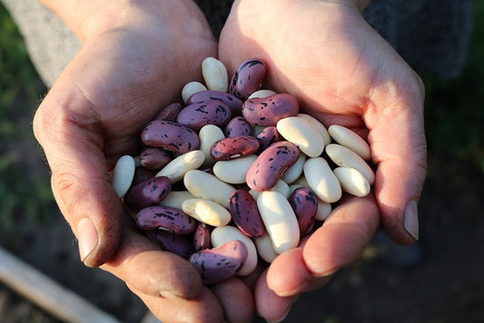 Plant Based Diet Rich in Legumes Beneficial for Weight-loss According to This Study